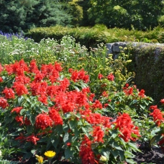 Małopolski Szlak Ogrodów -  Ogród Botaniczny Uniwersytetu Jagiellońskiego w Krakowie