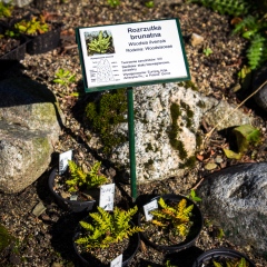 Ogród Botaniczny im. Mariana Raciborskiego Zakopane 