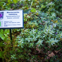 Ogród Botaniczny im. Mariana Raciborskiego Zakopane 