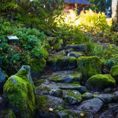 Ogród Botaniczny im. Mariana Raciborskiego Zakopane 