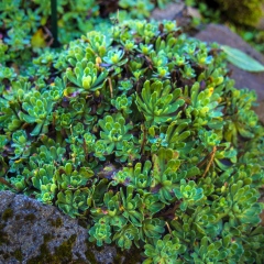 Ogród Botaniczny im. Mariana Raciborskiego Zakopane 